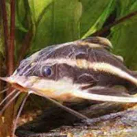 ماهی کف خوار  کت رافائل|ماهی|تبریز, |دیوار