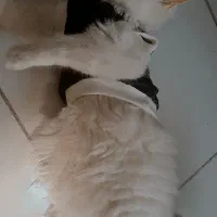 گربه پرشین|گربه|قزوین, |دیوار