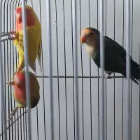 فروش کوتوله بریزیلی