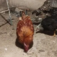 خروس یک ساله