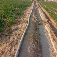 یک هکتار زمین کشاورزی درجنگل اباد