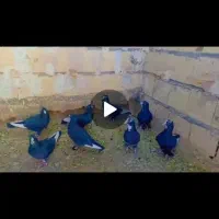 سیاه پلنگ گوک