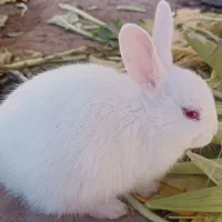 بچه خرگوش ۳۵روزه|موش و خرگوش|بوشهر, |دیوار