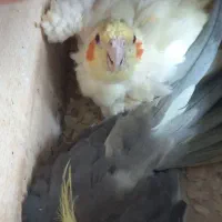 طوطی هلندی جفت نرو ماده|پرنده|رشت, نظری|دیوار