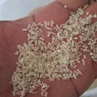 نیم دانه فجر سوزنی|خوردنی و آشامیدنی|آق قلا, |دیوار