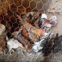 پرنده|حیوانات مزرعه|سیلاخور, |دیوار