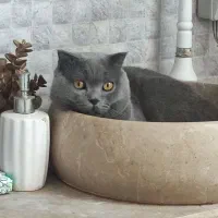 گربه