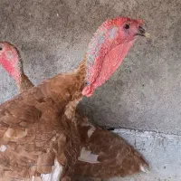 بوقلمون نر و ماده تازه بالغ