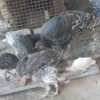 جوجه مرغ بوقلمون محلی