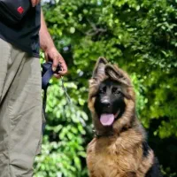 مربی سگ|خدمات آموزشی|گرمدره, |دیوار