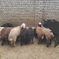 بره ماده (چاق)