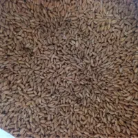 فروش کاه و گندم بوجاری اذر۲