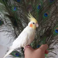 عروس هلندی دستی همراه با قفس بزرگ ۶۰ در ۸۰|پرنده|مشهد, آزادشهر|دیوار