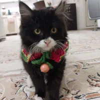 واگذاری گربه ملوس