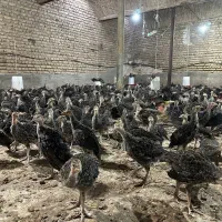 بوقلمون برنزانگلیس یکماهه