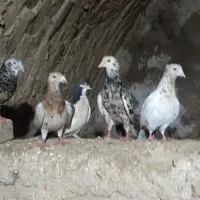 کفتر هفت رنگ|پرنده|ضیاء آباد, |دیوار