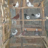 کبوتر پرشی وجفت گاهی|پرنده|احمدسرگوراب, |دیوار