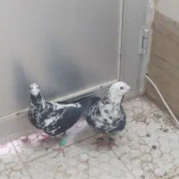 سوسکی بزک|پرنده|تربت‌حیدریه, یحیی آباد|دیوار