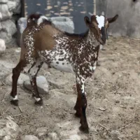 نژاد خاص