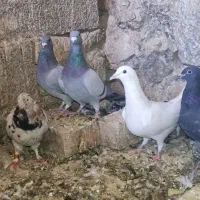 کفتر کبوتر پرنده|پرنده|مرودشت, تخت جمشید|دیوار