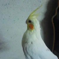 عروس هلندی لوتینو