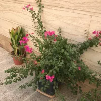 درختچه گل طبیعی کاغذی|گل و گیاه طبیعی|تهران, ستارخان|دیوار