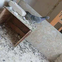 پرنده|پرنده|خرمشهر, |دیوار