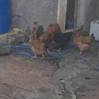 مرغ۴|حیوانات مزرعه|گتوند, |دیوار