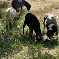 بره نر و ماده نژاد رومن فرانسه|حیوانات مزرعه|جیرفت, |دیوار