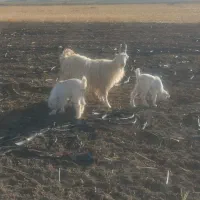بز کهره دار