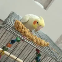 عروس هلندی|پرنده|تهران, مشیریه|دیوار