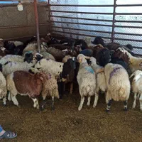 امکان ذبح گوسفند باقصاب زنده ماهر