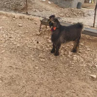 یک عدد کهر تخمی شش ماهه با یک عدد بره تخمی|حیوانات مزرعه|ایذه, |دیوار