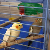 عروس هلندی