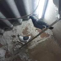 کفتر پلاکی|پرنده|خاوران, |دیوار