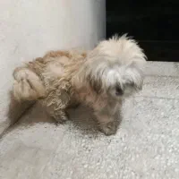 پیدا شده|حیوانات|بندر انزلی, انصار الحسین|دیوار