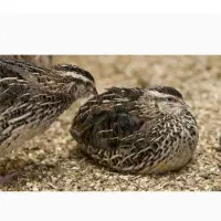 حیوان خانگی