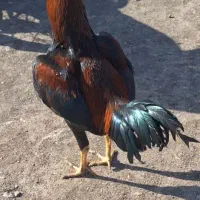 لاری قارتال