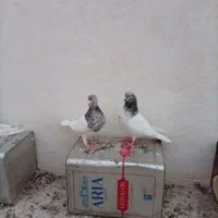 مسواک