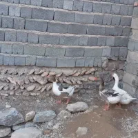 اوردک و غاز محلی|لوازم جانبی حیوانات|دیواندره, |دیوار