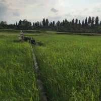 زمین کشاورزی بابل بندپی شرقی