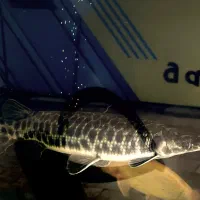 آکواریوم مانستر2مترماهی مانسترحرفه ای تمام تجهیزات