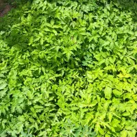 نهال گوجه