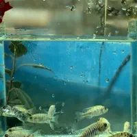 ماهی سیچلاید آفریقایی|ماهی|تهران, جوادیه تهرانپارس|دیوار