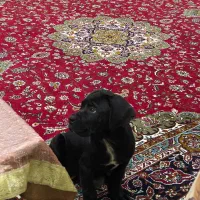 ماستیف ایتالیایی کنکورسو|سگ|اندیشه, اندیشه فاز ۳|دیوار