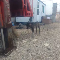 سگ سرابی|سگ|مرودشت, ده بید|دیوار