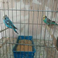 جفت مرغ عشق مولد ماده هلندی و نر ساده