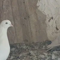 کبوتر نوک چشم سفید|پرنده|شهریار, شهرک بهاران (ویره)|دیوار