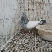 کبوتر کله سینه دم سفید دم سیاه طوقی|پرنده|شیروان (خراسان), |دیوار