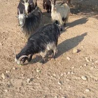 ۵ عدد بز ۱ تیشتر نر|حیوانات مزرعه|لالی, |دیوار